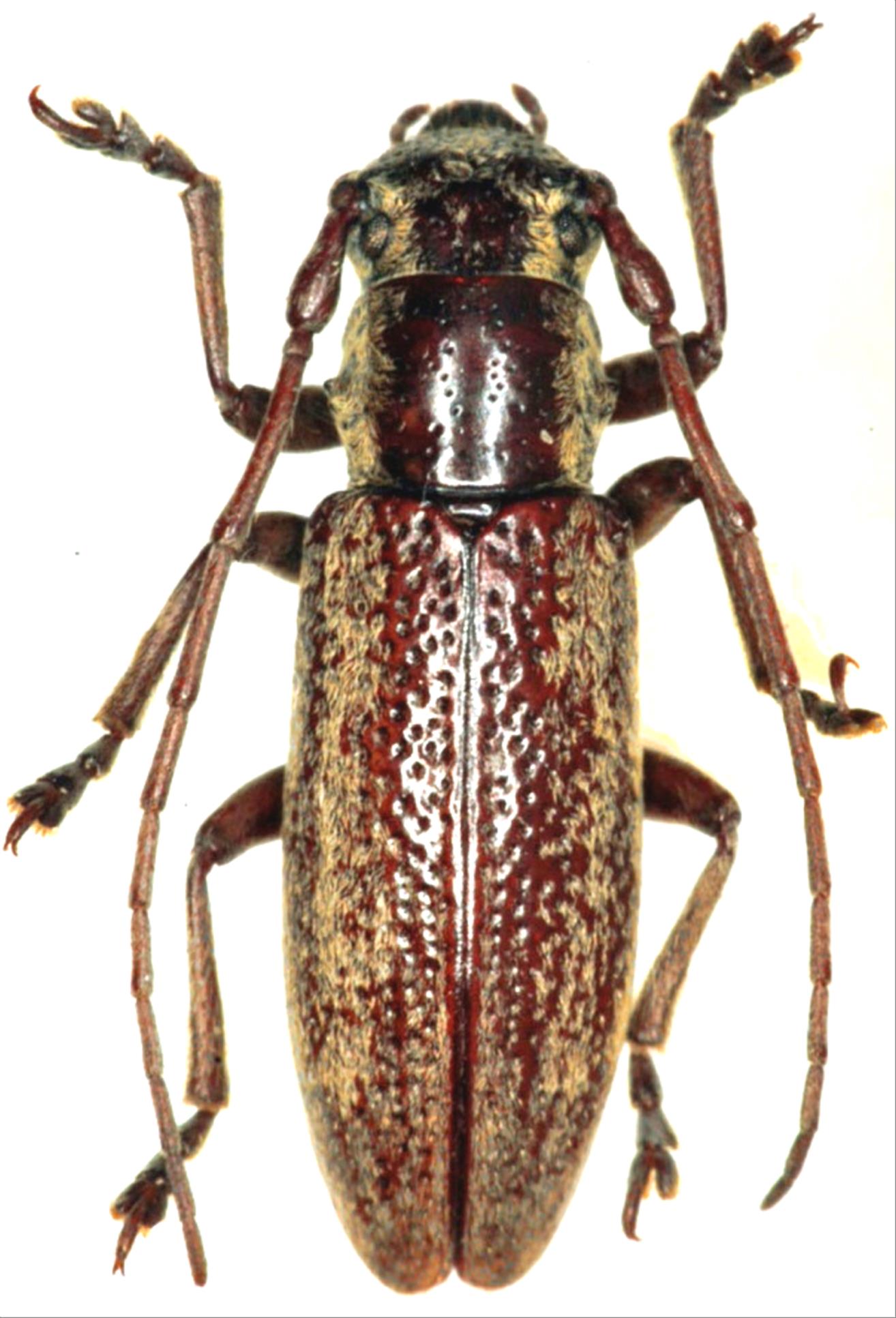 日本産カミキリムシデータベース