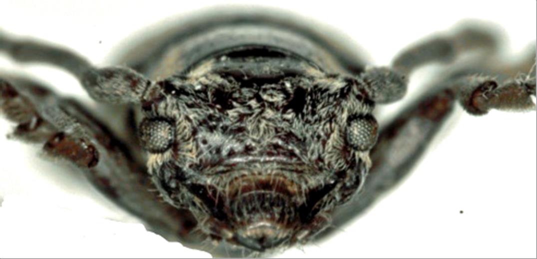 日本産カミキリムシデータベース