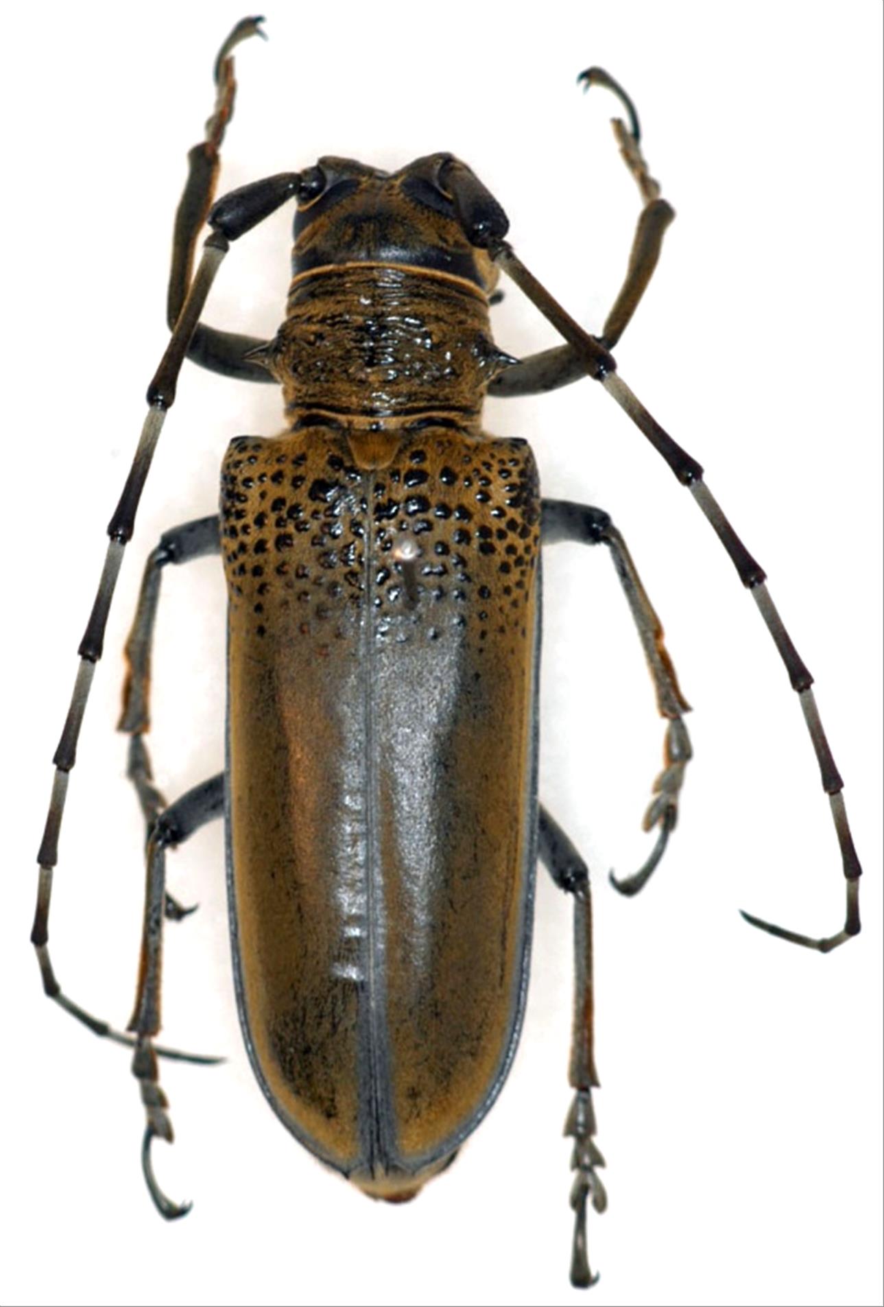 日本産カミキリムシデータベース