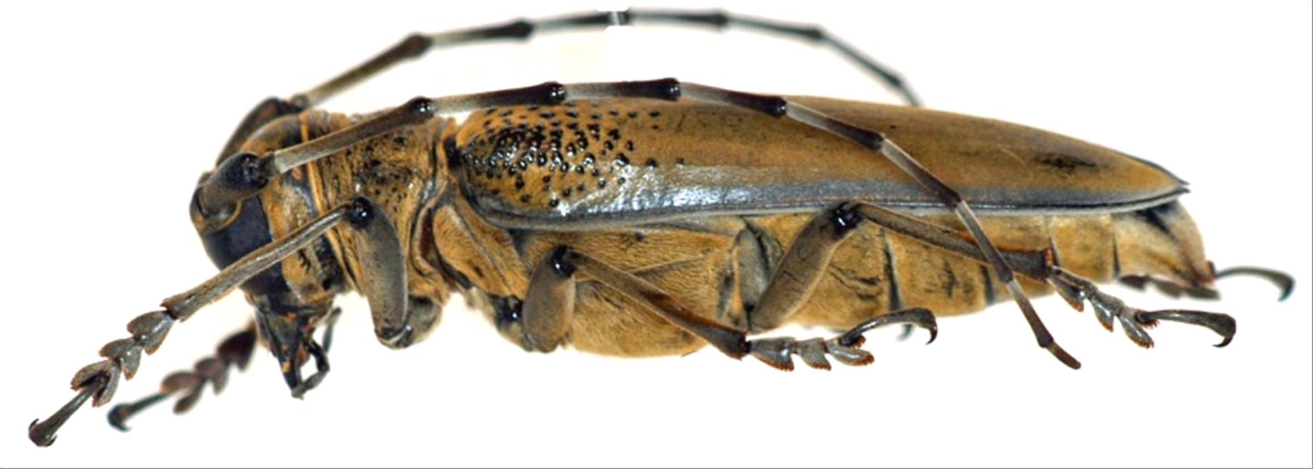 日本産カミキリムシデータベース