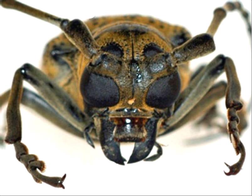 日本産カミキリムシデータベース